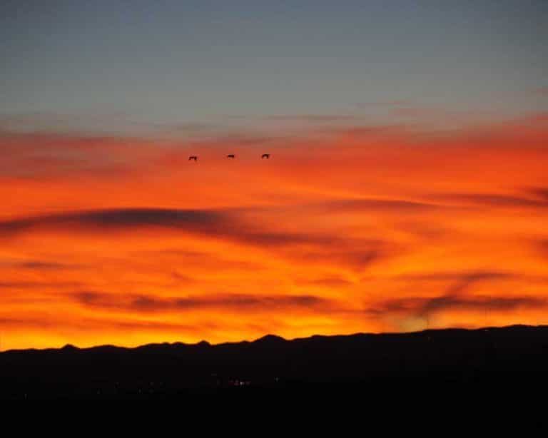 Birds flying in the sunset at Rapid City Regional Airport
