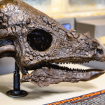 hell-creek ✈️ Rapid City Regional Airport Dinosaurs of the Hell Creek Museum Land at Rapid City Regional Airport