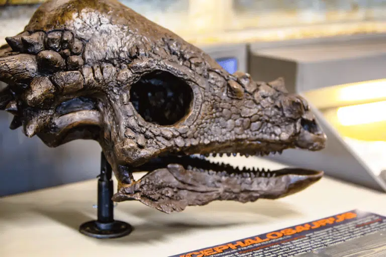 Dinosaurs of the Hell Creek Museum Land at Rapid City Regional Airport