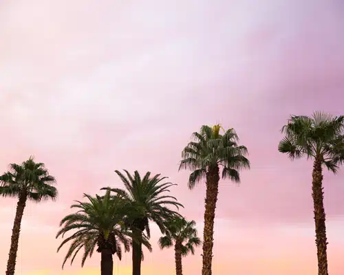SFB Palm trees against a sunset sky