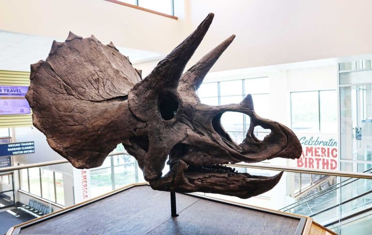 Triceratops ✈️ Rapid City Regional Airport Life-size triceratops display in Rapid City Regional Airport