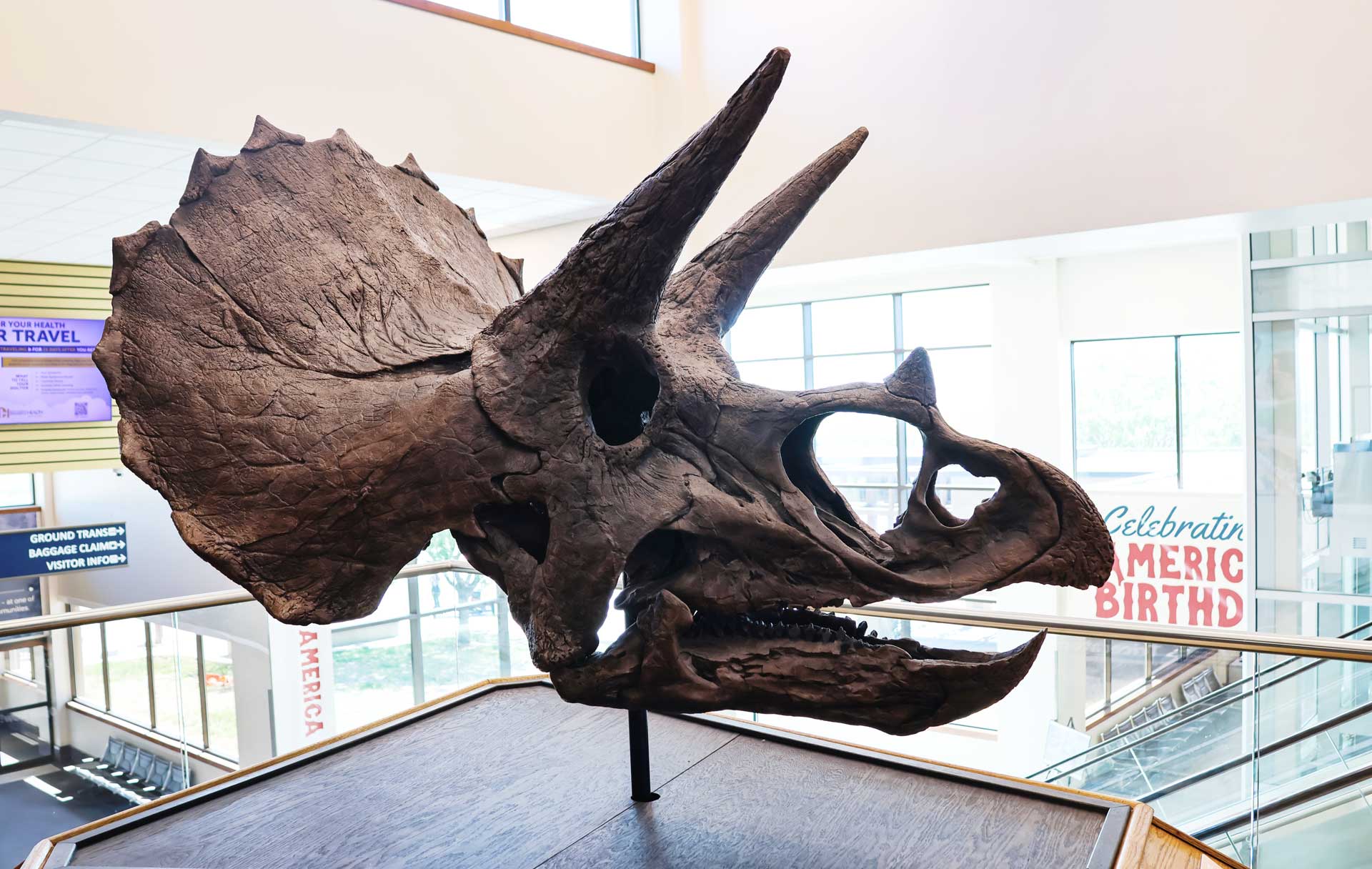 Triceratops ✈️ Rapid City Regional Airport Life-size triceratops display in Rapid City Regional Airport
